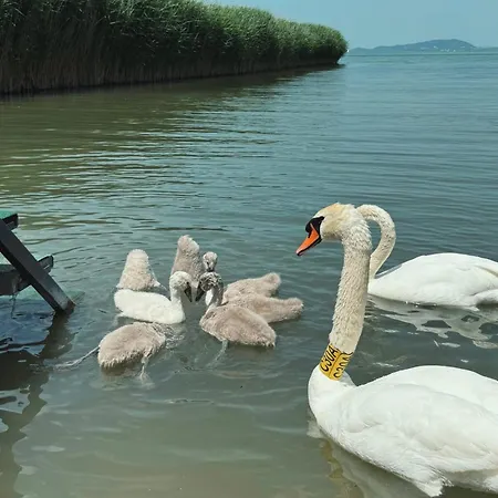 Balaton A Kertben - Balaton In The Garden - Beachfront With Beautiful View, Private Vakantiehuis *