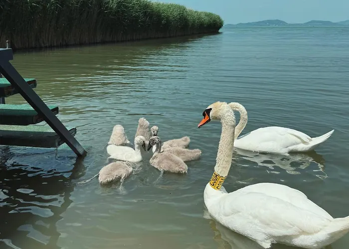 Balaton A Kertben - Balaton In The Garden - Beachfront With Beautiful View, Private Hébergement de vacances *